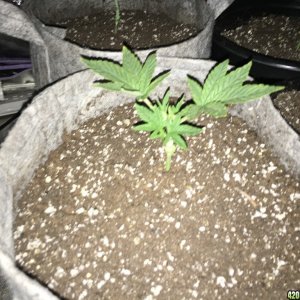 Afghan Kush  Skunk Diesel Fast to Fast  Waikiki Queen