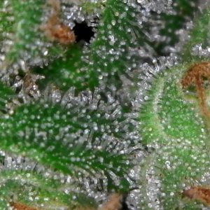 Trichomes ready for harvest?