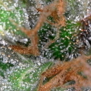 Trichomes ready for harvest?