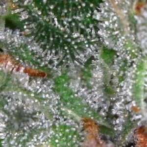 Trichomes ready for harvest?