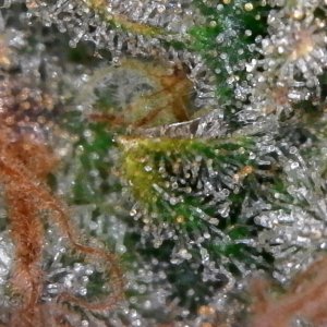 Trichomes ready for harvest?