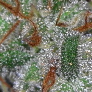 Trichomes ready for harvest?