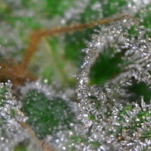 Trichomes ready for harvest?