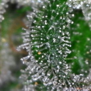 Trichomes ready for harvest?