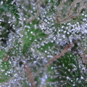 Trichomes ready for harvest?