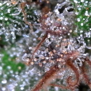 Trichomes ready for harvest?