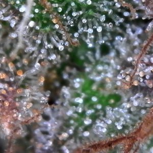 Trichomes ready for harvest?