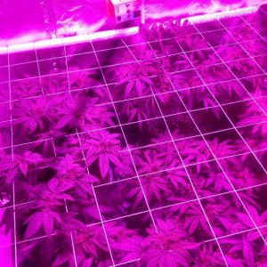 Scrog built and in place