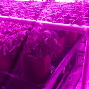 Scrog built and in place