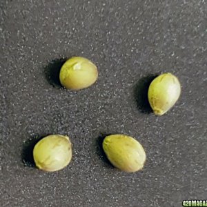 Seeds