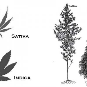 plant strain shapes