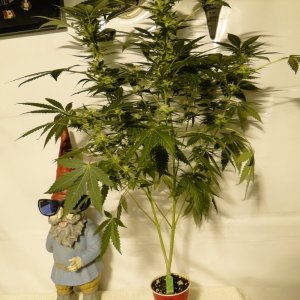 Organic AK-47 x Grand Daddy Purple Solo Cup Grow-Pheno #1