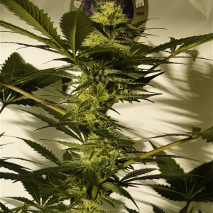 Organic AK-47 x Grand Daddy Purple Solo Cup Grow-Pheno #1