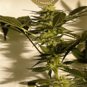 Organic AK-47 x Grand Daddy Purple Solo Cup Grow-Pheno #1