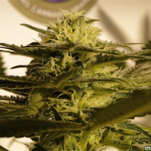 Organic AK-47 x Grand Daddy Purple Solo Cup Grow-Pheno #1