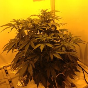 White Widow - 2 Plants in Producer Grow Box