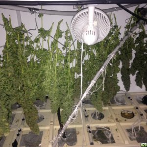 White Widow - 2 Plants in Producer Grow Box