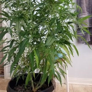 Jack herer clone experiment