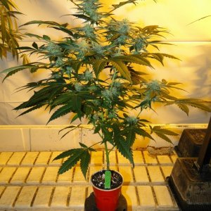 Organic OG Kush x Grand Daddy Purple Solo Cup Grow-Pheno #1