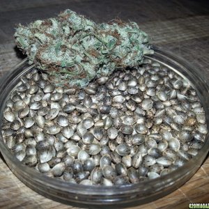 Electric Avenue Seeds