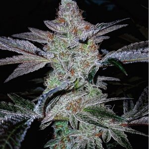 Haute Genetiques - incredible regular cannabisseeds