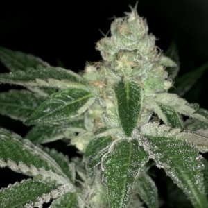 Haute Genetiques - incredible regular cannabisseeds