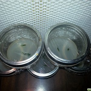 Tissue Culture