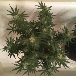 First grow