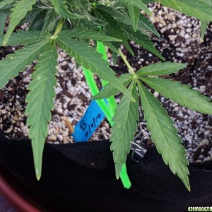 Blueberry 1 nute burn?