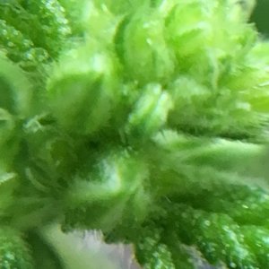 Special Kush #1 Clones Male Parts