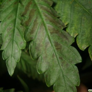 marijuana black spots after feeding