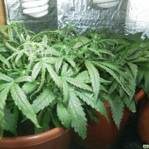 marijuana black spots after feeding