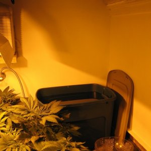 Grow room