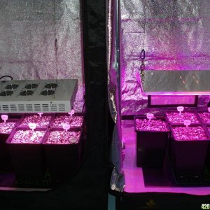 LED comparison 5 days veg