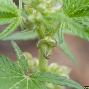 Papaya1 Clone