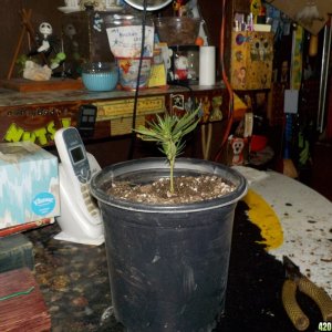 Securing Seedlings