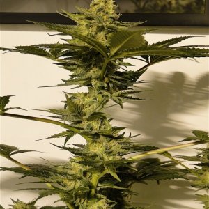 Organic AK-47 x Grand Daddy Purple Solo Cup Grow-Pheno #1