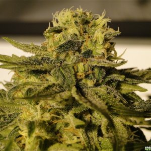 Organic AK-47 x Grand Daddy Purple Solo Cup Grow-Pheno #1