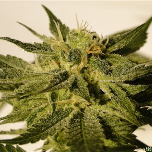 Organic AK-47 x Grand Daddy Purple Solo Cup Grow-Pheno #1