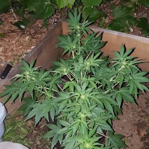 White widow in the garden