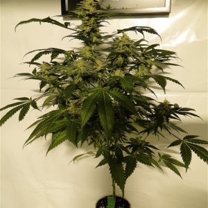 Organic OG Kush x Grand Daddy Purple Solo Cup Grow-Pheno #1