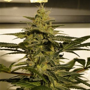 Organic OG Kush x Grand Daddy Purple Solo Cup Grow-Pheno #1