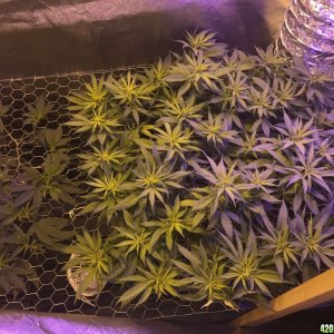 Tangie And Sour Diesel scrog