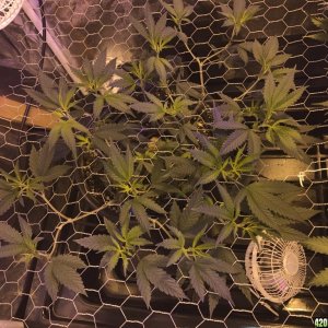 Tangie And Sour Diesel scrog