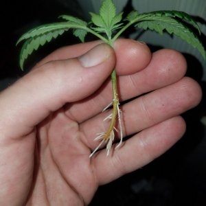 Hindu kush clone