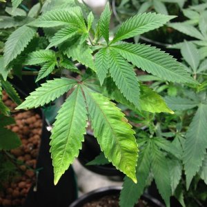 Pineapple Chunk - deficiency