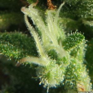 Blueberry 1 on day 73 loupe pic