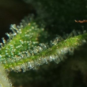 Blueberry 1 on day 73 loupe pic