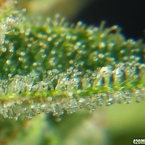 Blueberry 1 on day 73 loupe pic