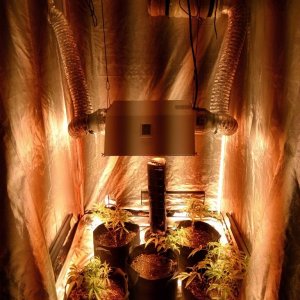 Grow Tent setup